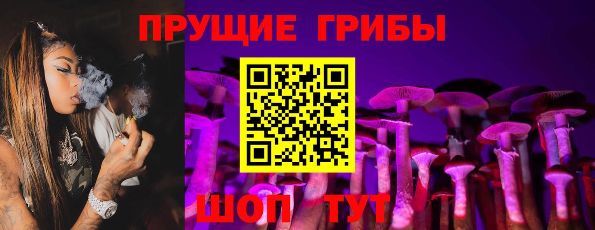 где купить наркоту  Вход с VPN  Сосновый Бор  Псилоцибиновые грибы Psilocybe 